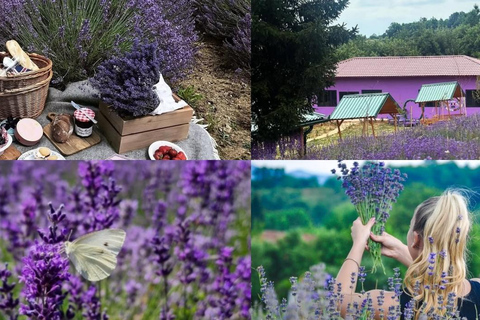 From Sarajevo: Tour to 3 unique farms