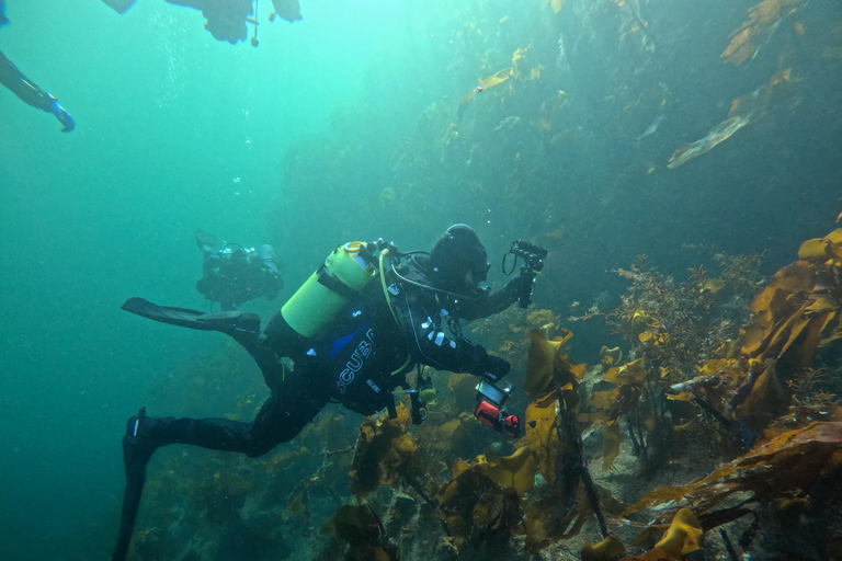 Bergen: Guided Dive Tour- All inclusive