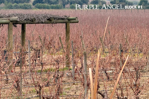 From Santiago: Viña Montes Winery Tour with Wine Tasting