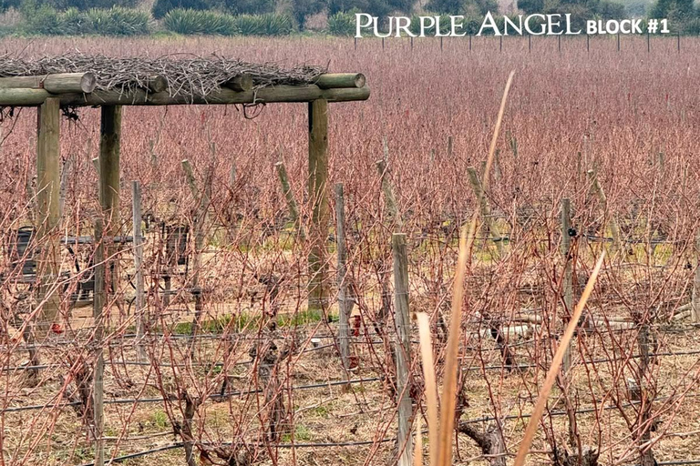 From Santiago: Viña Montes Winery Tour with Wine Tasting