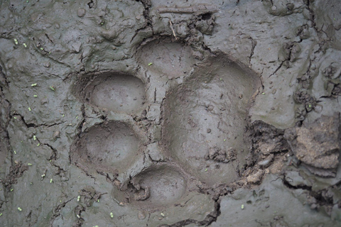 Chitwan National Park: Full-Day Jeep Safari with Lunch