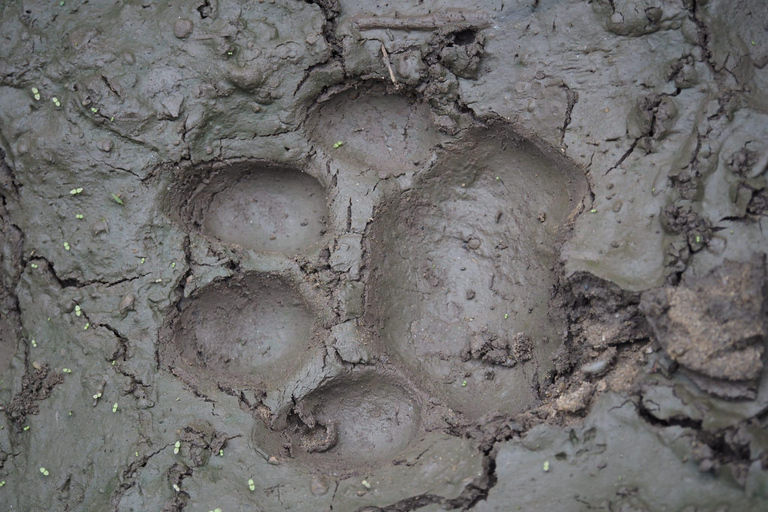 Chitwan National Park: Full-Day Jeep Safari with Lunch