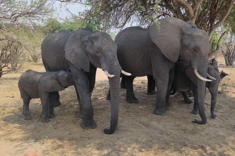 Excursión de un día desde las Cataratas Victoria: Safari terrestre y fluvial por el PN Chobe