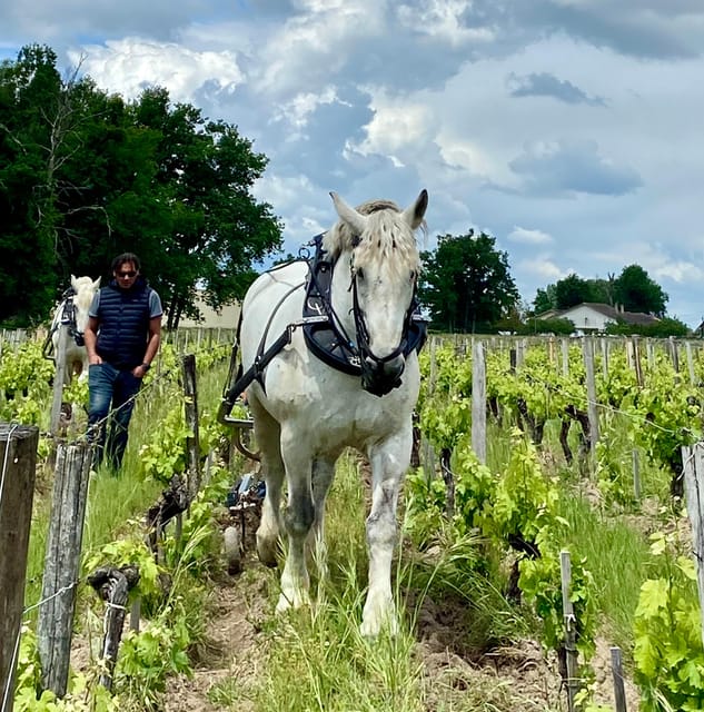 A Private Wine Tour at Château Labrie - In French | GetYourGuide
