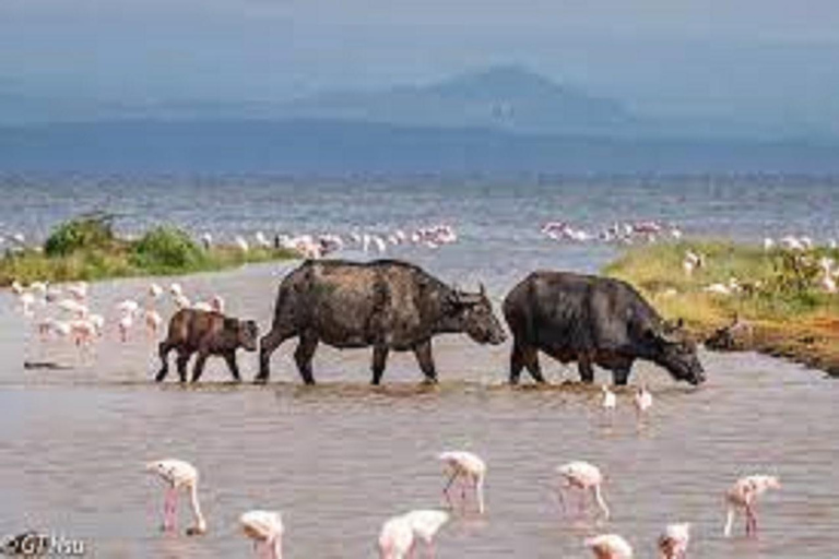 Viagem de 1 dia ao Lago Nakuru saindo de Nairóbi