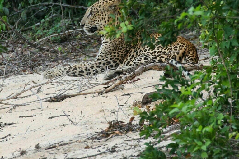 Responsible Wilpattu National Park Jeep Safari from Colombo Wilpattu National Park Half Day Safari from Colombo/Negombo