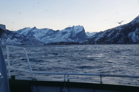 Safari marítimo em Tromsø