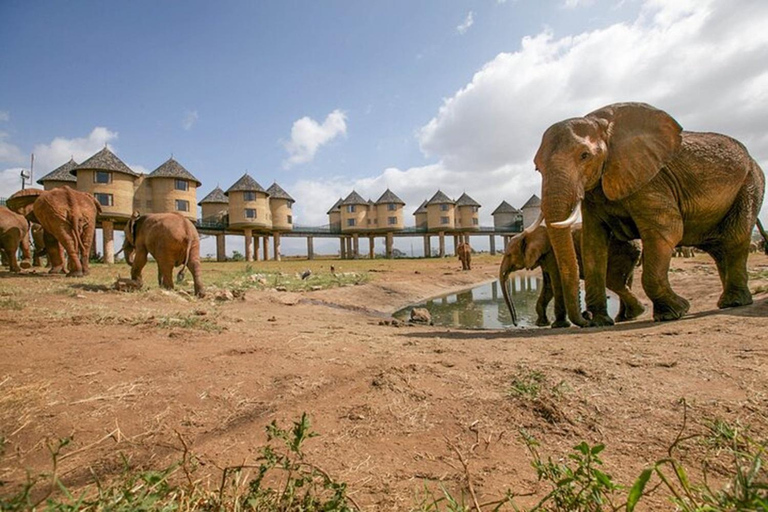 Tsavo East and Salt Lick Safari Lodge 2-Day Tour