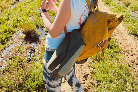 Kaapstad: reis door het wijnparadijs van Zuid-AfrikaKaapstad: Reis door het wijnparadijs van Zuid-Afrika