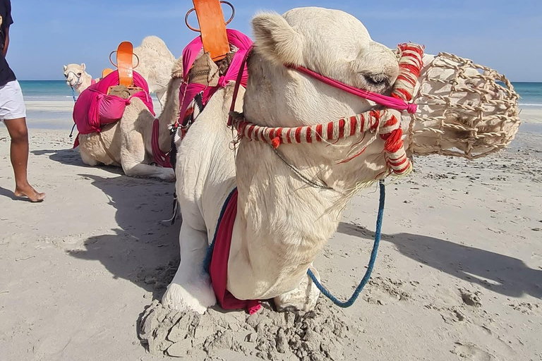 Djerba: 30-minute Express Camel Ride - Ideal for Children
