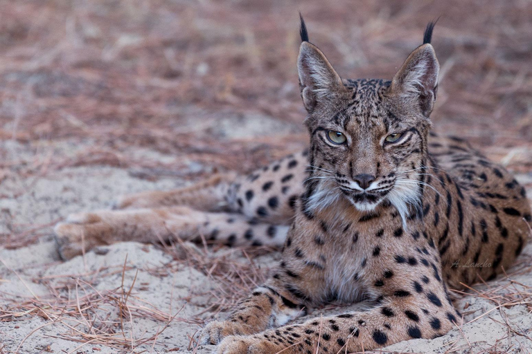 Doñana: 4x4 Trip and Exclusive Access to Coto del Rey Daily 4x4 visit to Doñana National Park