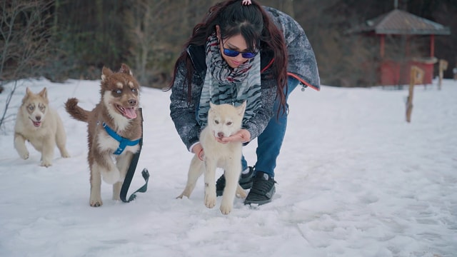 Ushuaia - Huskie Total (Interaction + Trekking + Lunch)