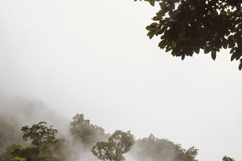 Cairns: Daintree Rainforest & Cape Tribulation Minibus Tour Cairns CBD Hotel Pickup