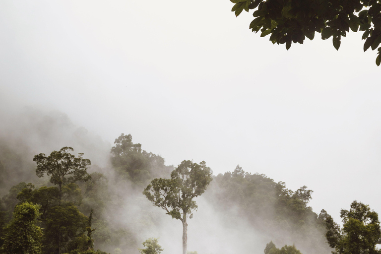 Cairns: Daintree Rainforest & Cape Tribulation Minibus Tour Cairns CBD Hotel Pickup
