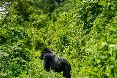 East Africa: Tailor-Made Safari to Uganda, Rwanda,