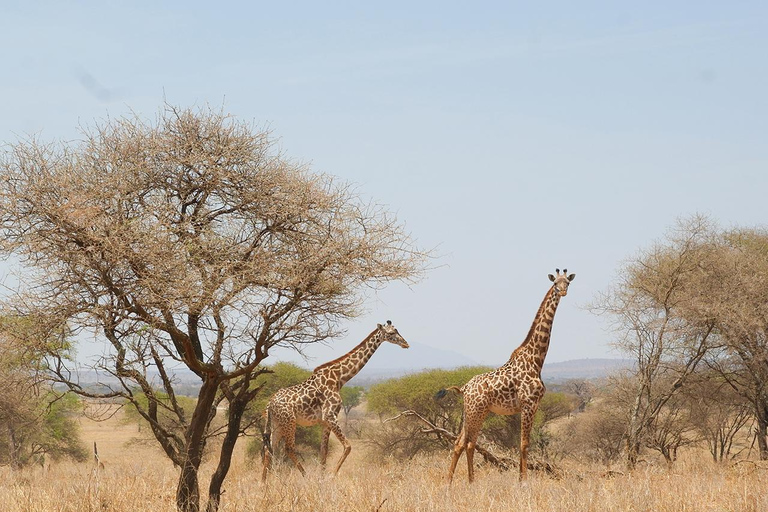 Tarangire National Park Daytrip