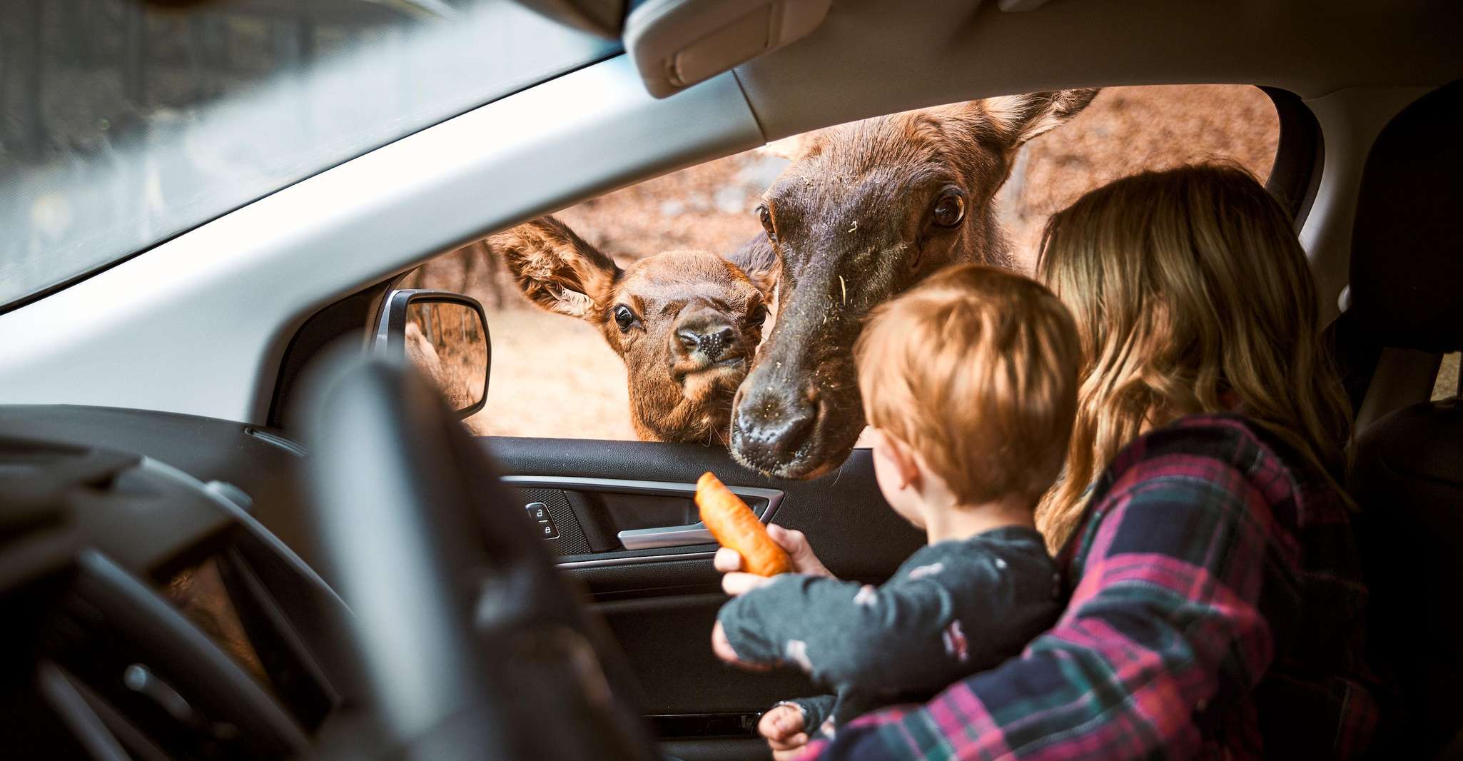 Montebello, QC: General Admission to Parc Omega