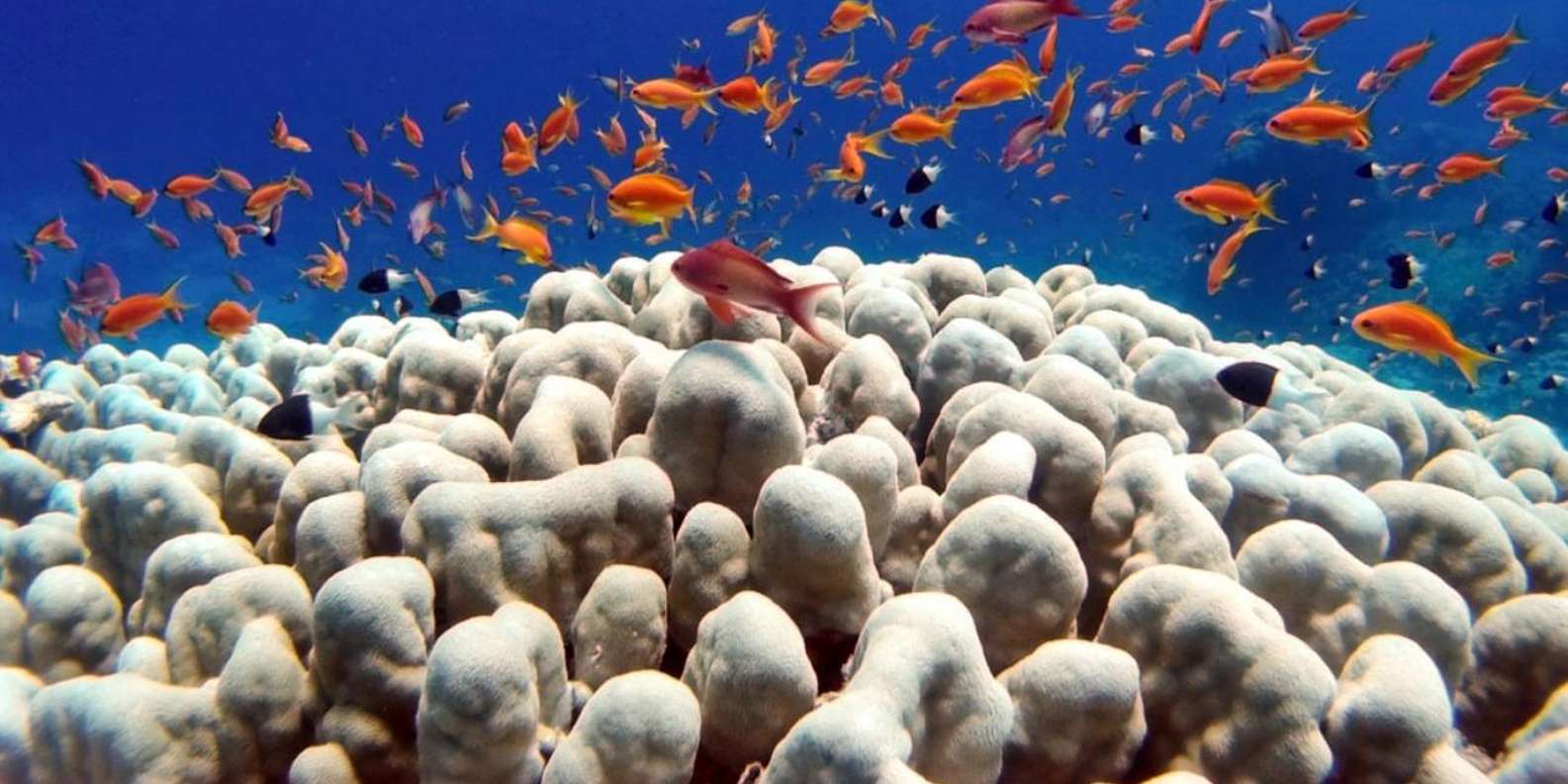 Bali snorkeling tour — underwater marine life and coral reefs — image 5