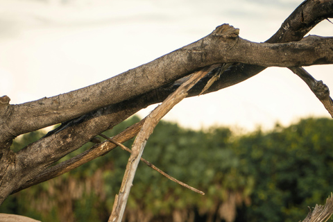 Tansania: 4-tägige private Lodge-Safari mit Unterkunft