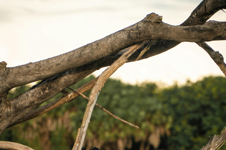 Tansania: 4-tägige private Lodge-Safari mit Unterkunft