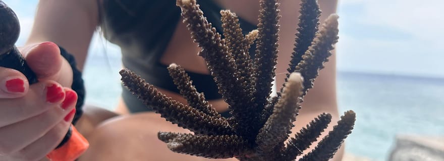 Cours de réhabilitation des récifs et plongée avec tuba