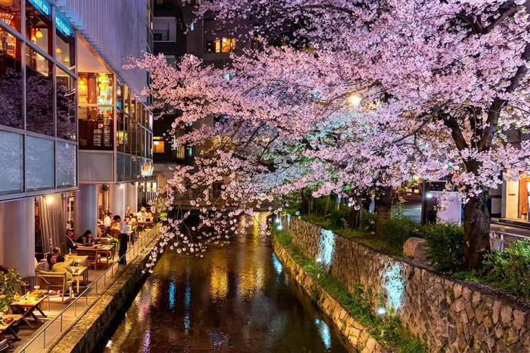 Kyoto Cherry Blossom Night: Local Hanami & Izakaya Walk Cherry Blossom Evening Walk & Local Izakaya