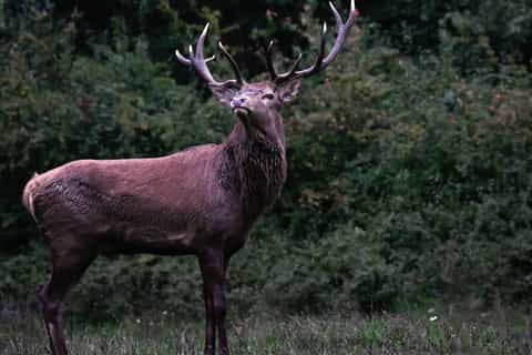 Villetta Barrea : randonnée dans la terre des cerfs
