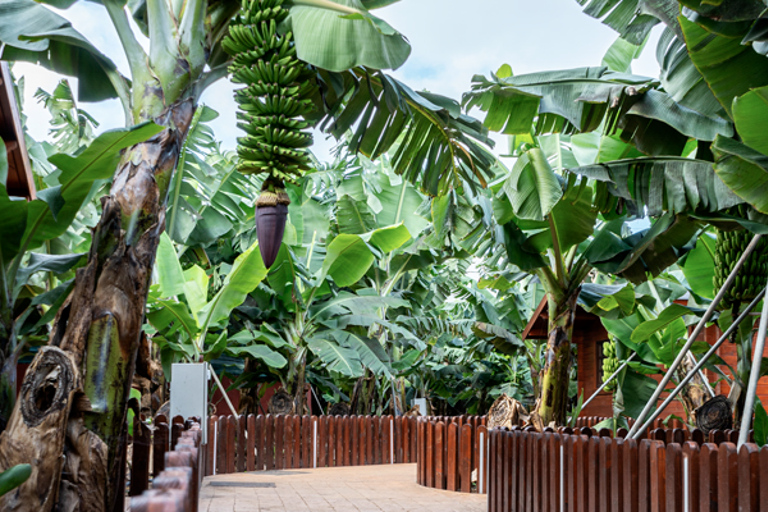 Traditional Gran Canaria: Arucas, Firgas and Teror