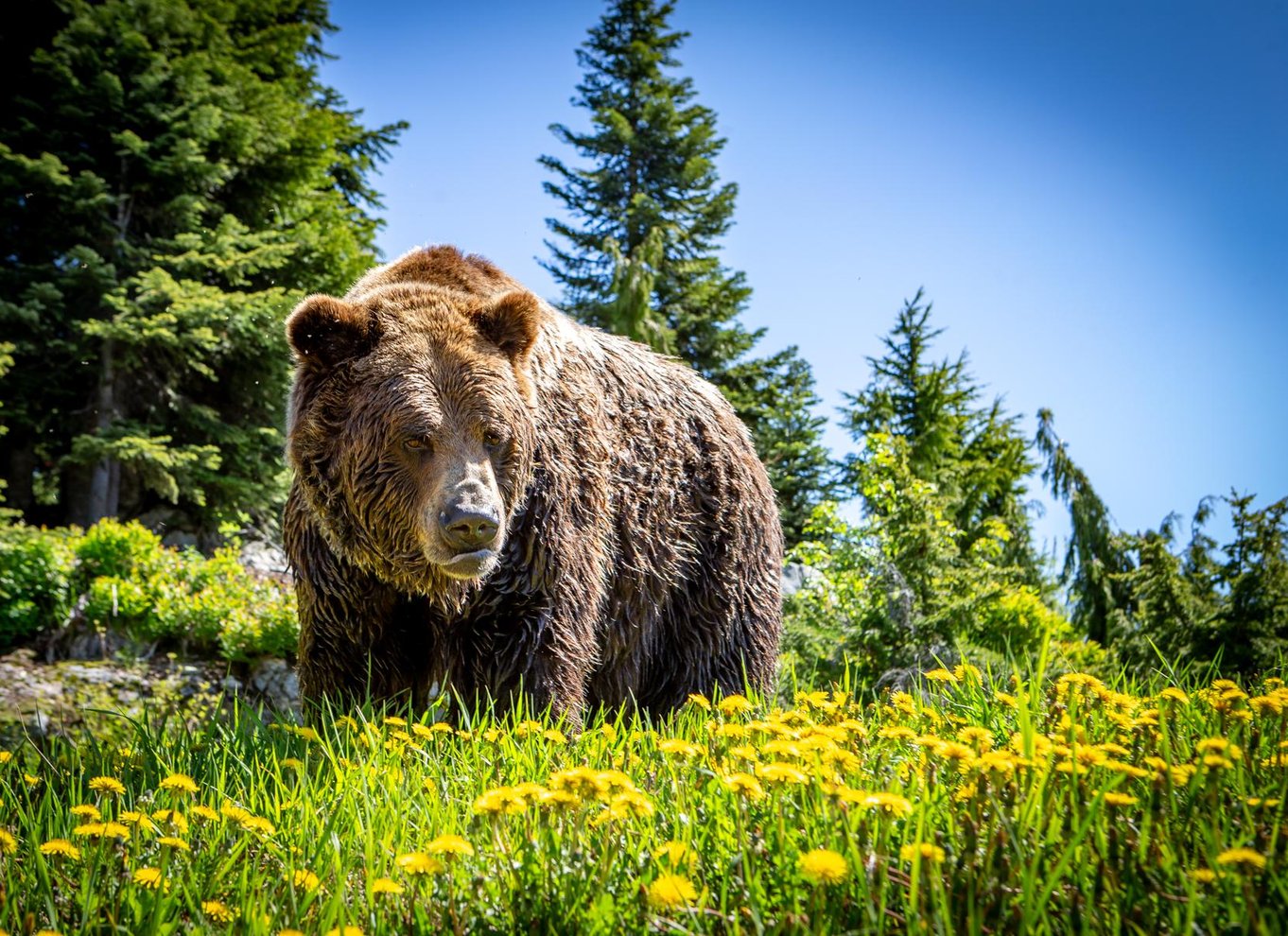 Adgangsbillet til Grouse Mountain Skyride