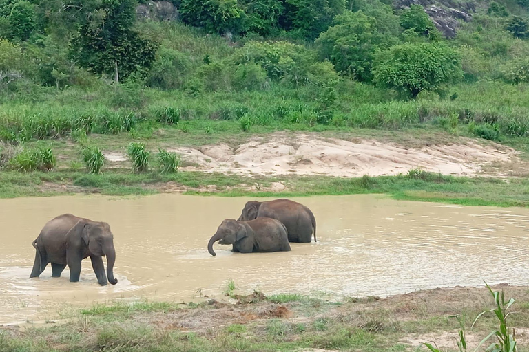 Desde Dambulla/Sigiriya/: Safari de 4 h por el Parque Nacional de Minneriya