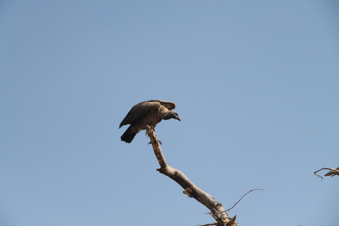 Addis Ababa: 8-Day Bale Mountains Birdwatching Tour
