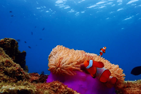 Van ฺBKK: Nemo Island-ervaring + lunch in restaurant aan zeeOphaalservice vanuit hotels in Bangkok