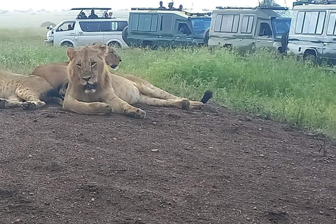 NAIROBI NATIONAAL PARK MIDDAG GAMEDRIVE.