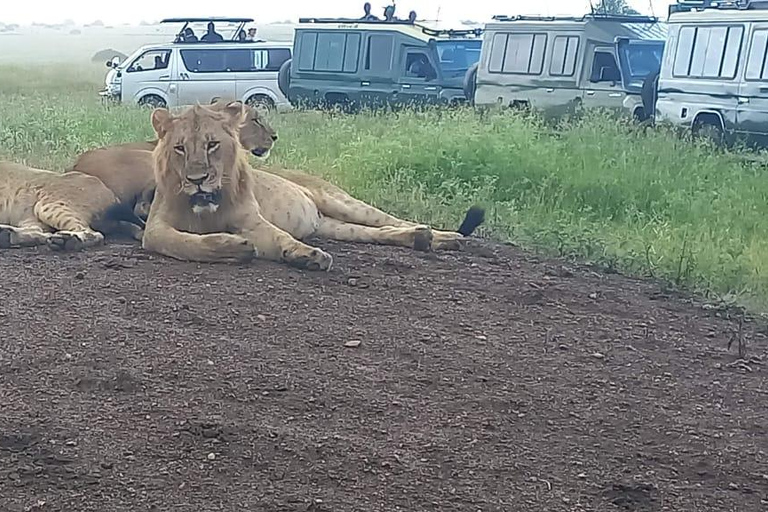 NAIROBI NATIONAAL PARK MIDDAG GAMEDRIVE.