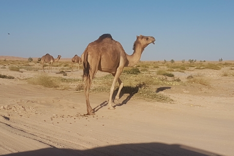 Von Salalah aus: Wüstensafari im Leeren Viertel - Rub Al KhaliPrivate Tour: Wüstensafari bei Sonnenuntergang im leeren Viertel