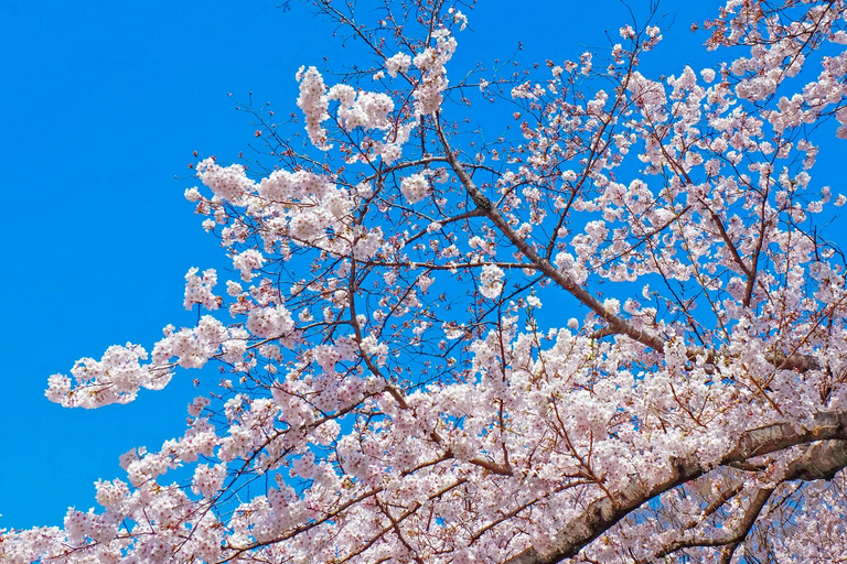 Tokyo: Shinjuku Gyoen Cherry Blossom Stroll (Entry Included)