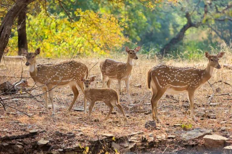 From Delhi: Sariska Wildlife Safari with Private Car