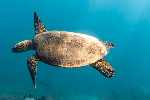 Gili Asahan: descubre la exclusiva isla paradisíaca de LombokGrupos grandes exclusivos