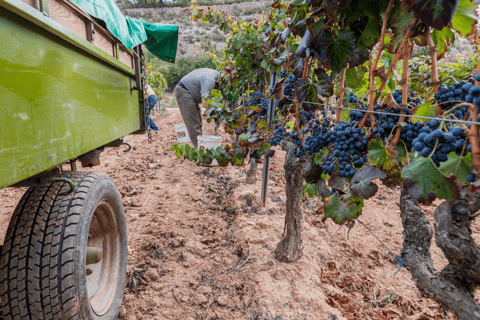 Barcelona: Priorat wijntour privé &amp; proeverijen en lunch