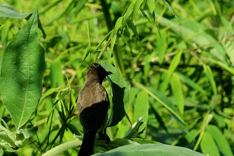 From Nairobi: Ondiri Wetland Guided Walking Tour