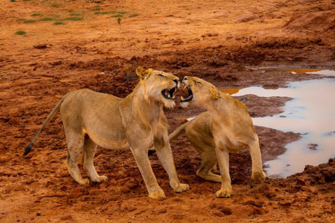 Mombasa/Diani: 3 Days Private Tsavo East & West Safari