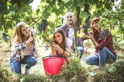 From Tbilisi: Kakheti Harvest Day Tour with Wine & Feast