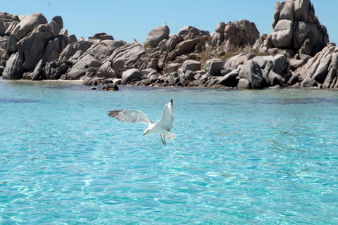 Santa Teresa: Speedboottocht rond Lavezzi en Piana-eiland