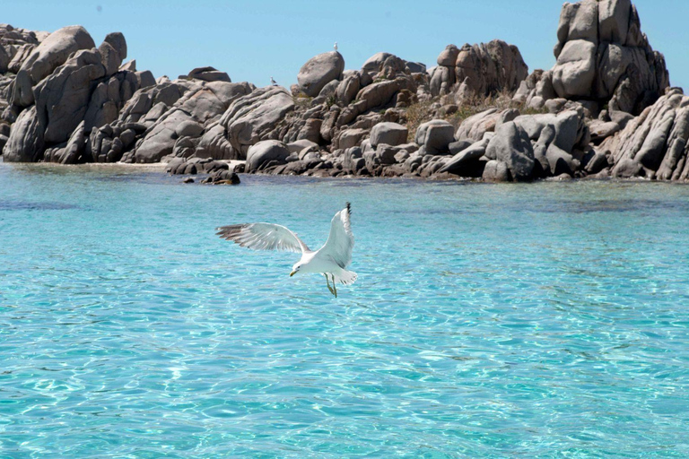 Santa Teresa: Speedboottocht rond Lavezzi en Piana-eiland