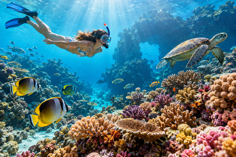 Labuan Bajo: 4-Day Sumbawa Whale Shark & Moyo with Flights Sharing Whale Shark & Moyo Island Private Tour