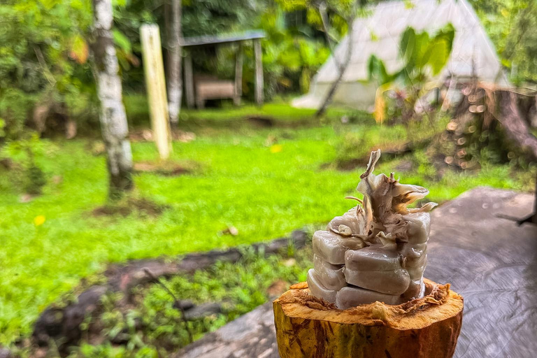 Bocas del Toro: Isla Cristóbal Cacao Farm Tour with Lunch
