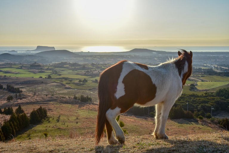 Jeju: ruta de senderismo por un pequeño volcán al amanecer (3 horas, recogida)Jeju: Sunrise Small Volcano Hike (3 Hours, Pick-up)