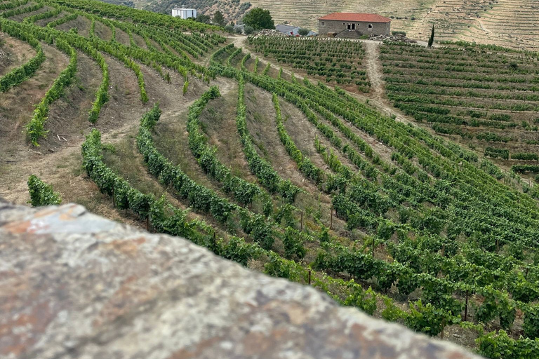 Porto: Douro Valley Private Tour 2 Vineyards &amp; River Cruise