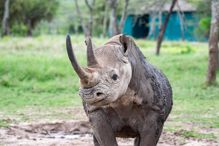 Au départ de Nairobi : Ol Pejeta Conservancy visite d'une jounée