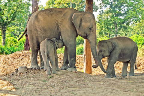 Pokhara : 3 jours de safari dans la jungle au départ de Pokhara